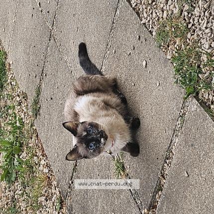 Photo de chat perdu à Dijon