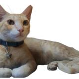 Photo de chat perdu à Bangalore