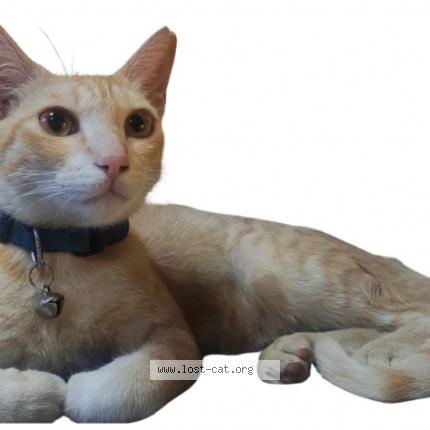 Photo 1/1 Cattu Chat perdu à Bangalore