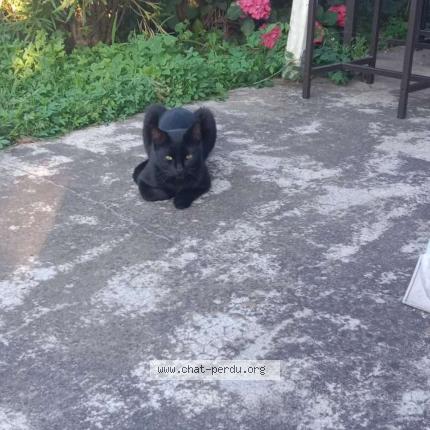 Photo 1/1 Chat retrouvé Perdu à Castelsarrasin