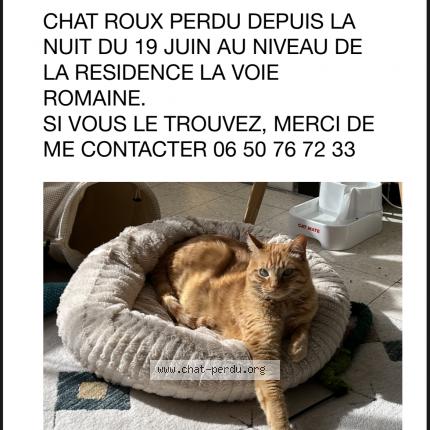 Photo 1/1 Chat retrouvé Perdu à Montpellier