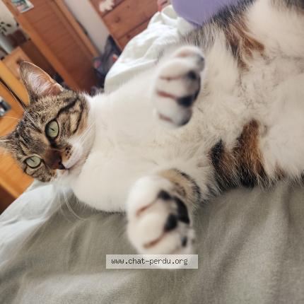 Photo 1/1 Chat retrouvé Perdu à Strasbourg