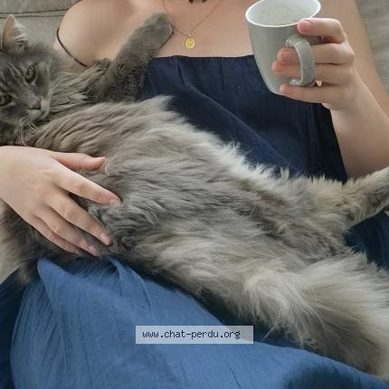 Photo 1/1 Grisou Chat perdu à Valdahon