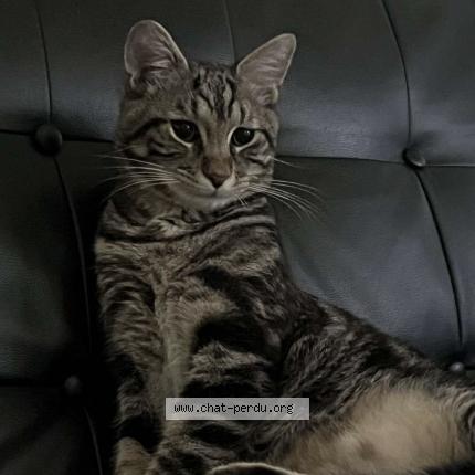 Photo de chat perdu à Troyes