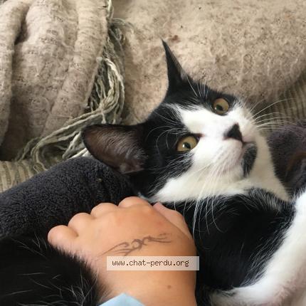 Photo de chat perdu à Grenoble