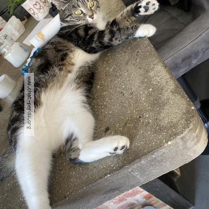 Photo 1/1 Chat retrouvé Perdu à Cappelle En Pevele
