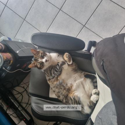 Photo 1/1 THOR Chat perdu à Coulommiers