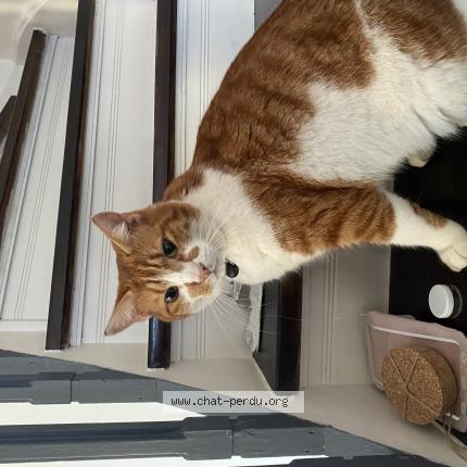 Photo de chat perdu à Marcq En Baroeul