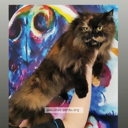 Photo de chat perdu à Billy Montigny