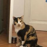 Photo de chat perdu à Carrieres Sous Poissy