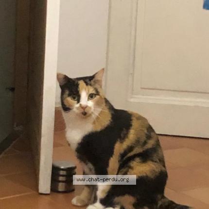 Photo 1/1 Chat retrouvé Perdu à Carrieres sous poissy