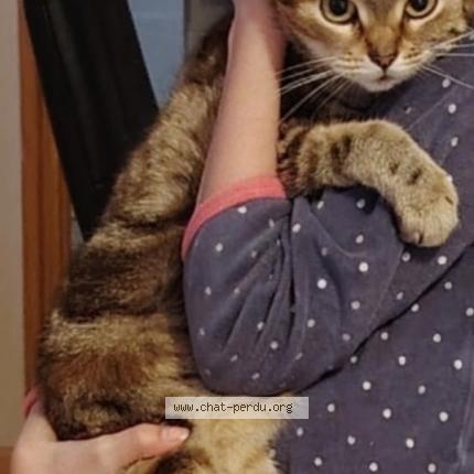 Photo 1/1 Marguerite Chat perdu à Luneville