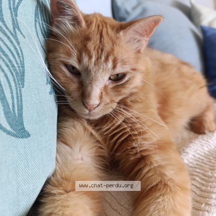 Photo de chat perdu à Montpellier