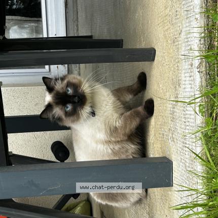 Photo de chat perdu à Saint Mamet