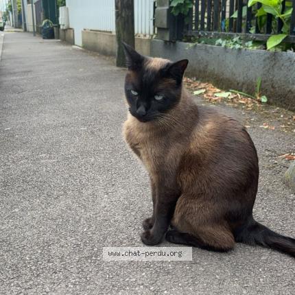 Photo de chat perdu à Talange