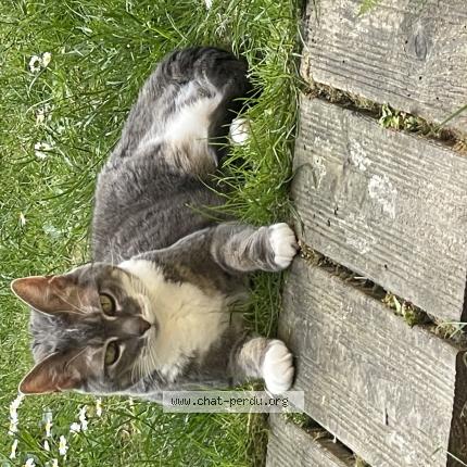 Photo de chat perdu à Villeneuve D Ascq
