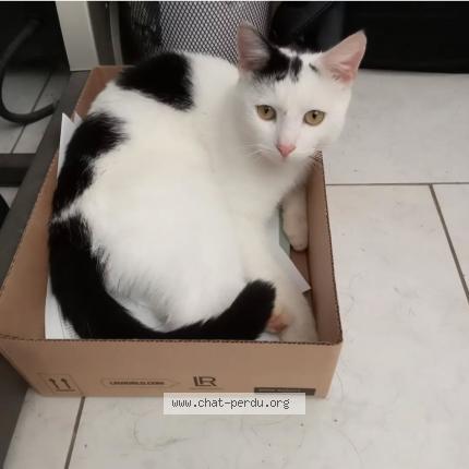 Photo de chat perdu à Vimoutiers