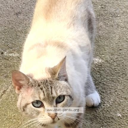 Photo 1/1 Chat retrouvé Trouvé à Lanester