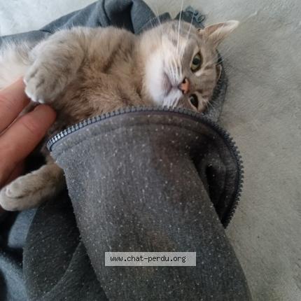 Photo 1/1 Grisette Chat perdu à Seilhac
