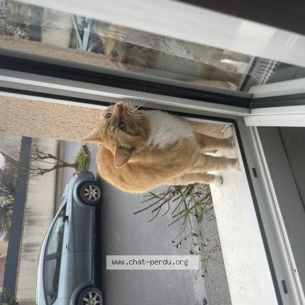 Photo 1/1 Mimi Chat perdu à Savigny le temple