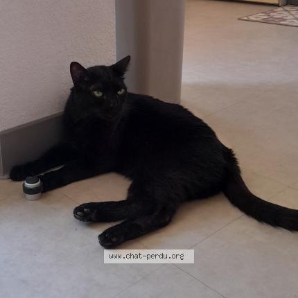 Photo de chat perdu à Gap