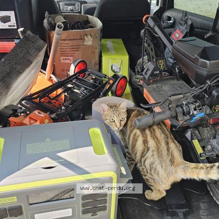 Photo de chat perdu à Fontenilles