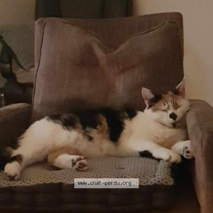 Photo de chat perdu à Soreze