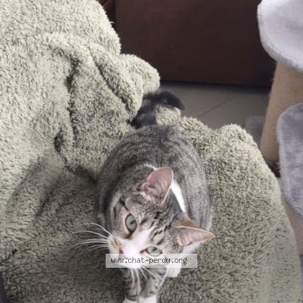 Photo 1/1 Bancale Chat perdu à Giraumont