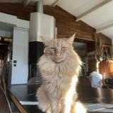 Photo de chat perdu à Levis Saint Nom