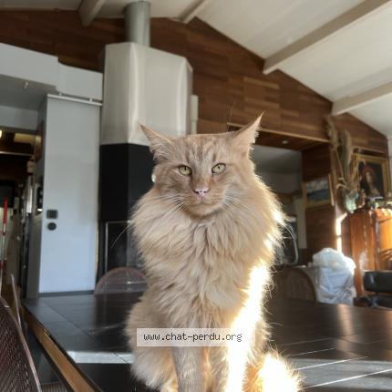 Photo 1/1 Chat retrouvé Perdu à Levis saint nom