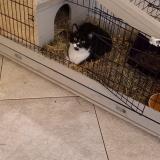 Photo de chat perdu à Verneuil Sur Seine