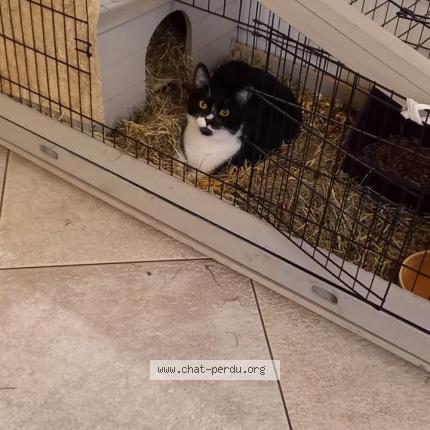 Photo 1/1 Chat retrouvé Perdu à Verneuil sur seine