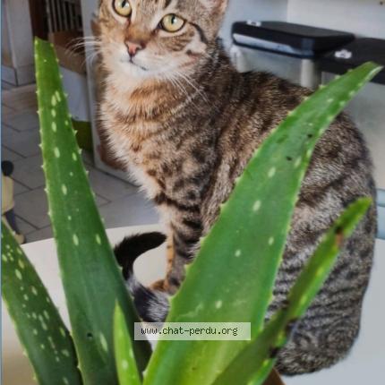 Photo 1/1 Voyou Chat perdu à Auneuil