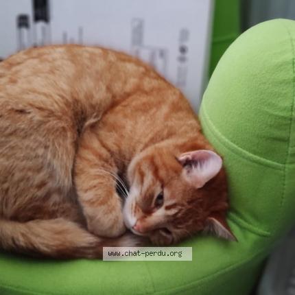 Photo de chat perdu à Lys Lez Lannoy