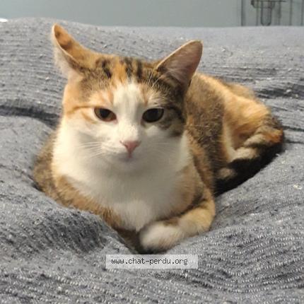 Photo 1/1 Chat retrouvé Perdu à Eclaron Braucourt Ste Liviere