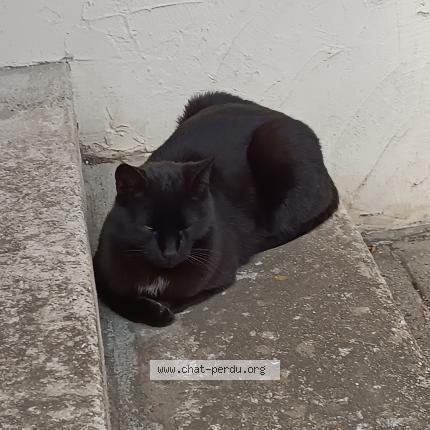 Photo 1/1 Zorro Chat perdu à Condrieu