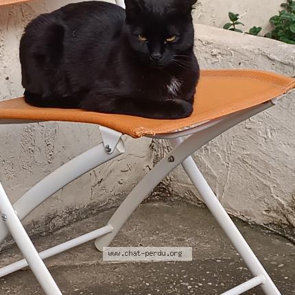 Photo 1/1 Zorro Chat perdu à Condrieu