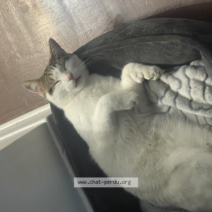 Photo 1/1 Lucky Chat perdu à Terrebonne