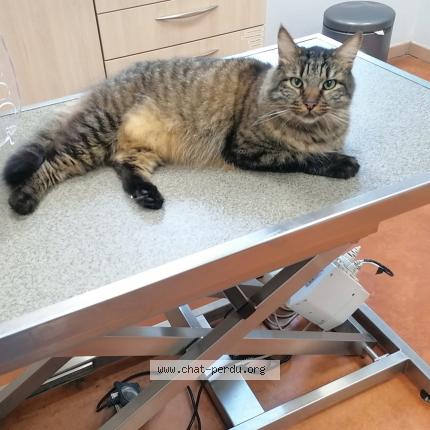 Photo 1/1 Chat retrouvé Perdu à Valdahon