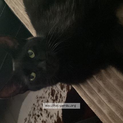 Photo 1/1 Dory Chat perdu à Huttenheim