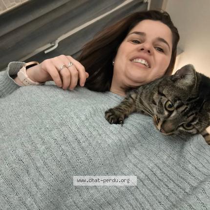 Photo 1/1 Falbala Chat perdu à Eragny sur epte