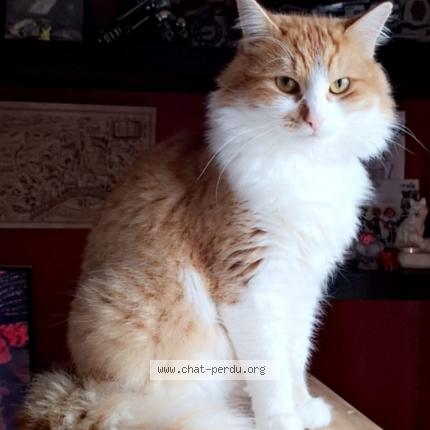 Photo de chat perdu à Montigny En Gohelle