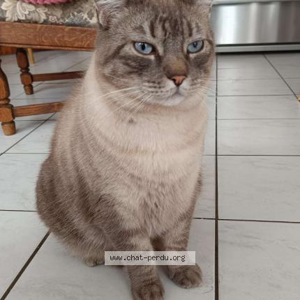 Photo 1/2 Loki Chat perdu à Noyon