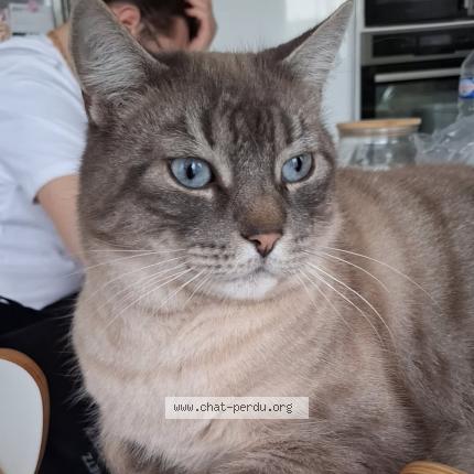 Photo 2/2 Loki Chat perdu à Noyon