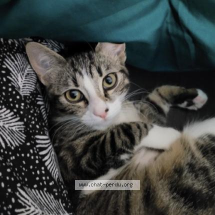 Photo de chat perdu à Cours La Ville