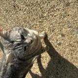 Photo de chat perdu à La Bazoge