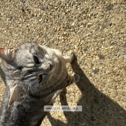 Photo 1/1 Chat retrouvé Perdu à La bazoge