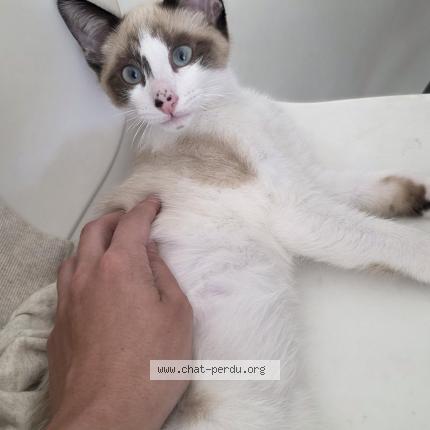 Photo 1/1 Tyto Chat perdu à Montpellier