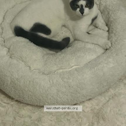 Photo 1/1 Yuki Chat perdu à Villeurbanne