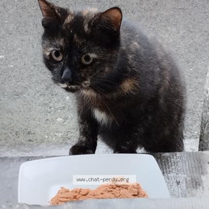 Photo 1/1 Rosalie Chat perdu à Cambrai